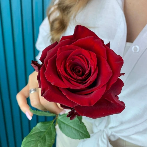 Комплимент из красной эквадорской розы – минимализм роскоши Армавир Краснодарский край Комплимент из красной эквадорской розы – минимализм роскоши Армавир Краснодарский край