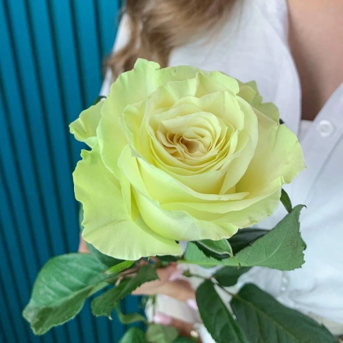 Комплимент из белой эквадорской розы – элегантность в каждом лепестке Армавир Краснодарский край Комплимент из белой эквадорской розы – элегантность в каждом лепестке Армавир Краснодарский край