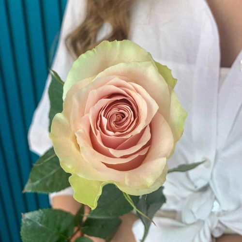 Комплимент из розовой эквадорской розы – минимализм роскоши Армавир Краснодарский край Комплимент из розовой эквадорской розы – минимализм роскоши Армавир Краснодарский край